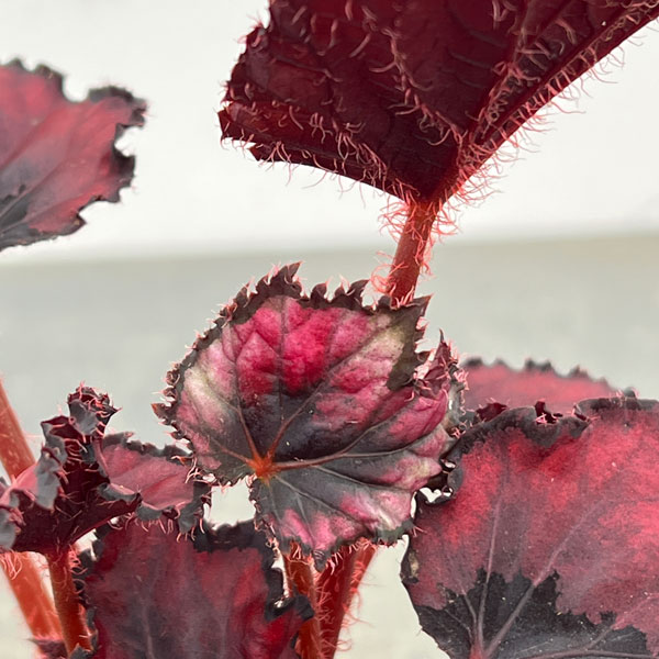 レックスベゴニア：ベネチアンレッド3号ポット