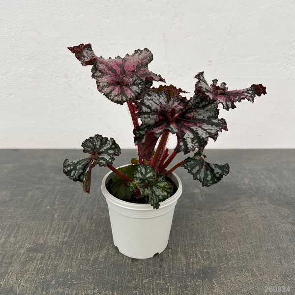 レックスベゴニア：かぐや姫3号ポット