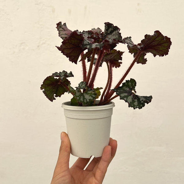 レックスベゴニア：かぐや姫3号ポット