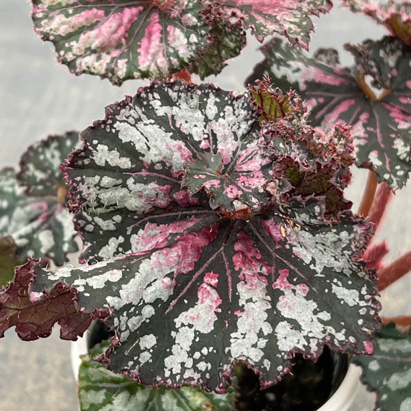 レックスベゴニア：かぐや姫3号ポット