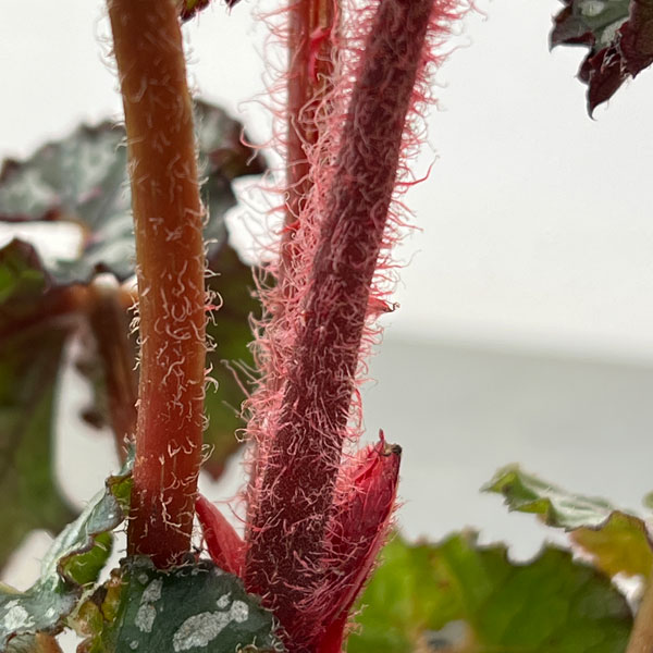 レックスベゴニア：かぐや姫3号ポット