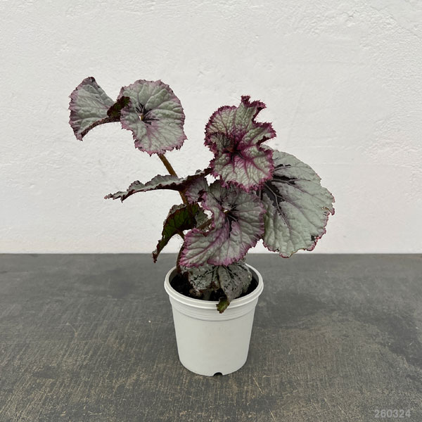 レックスベゴニア：シースプライト3号ポット