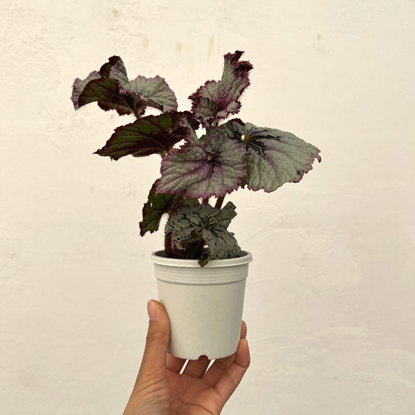 レックスベゴニア：シースプライト3号ポット