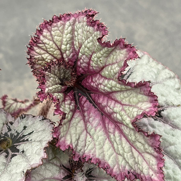 レックスベゴニア：シースプライト3号ポット