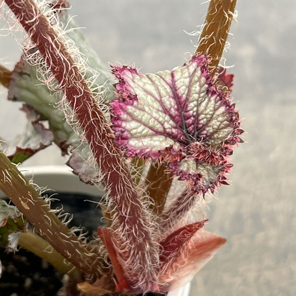 レックスベゴニア：シースプライト3号ポット