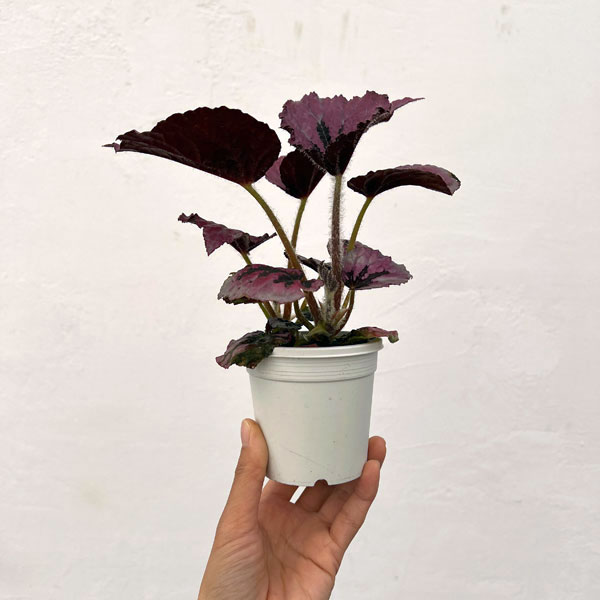 レックスベゴニア：ミカド3号ポット