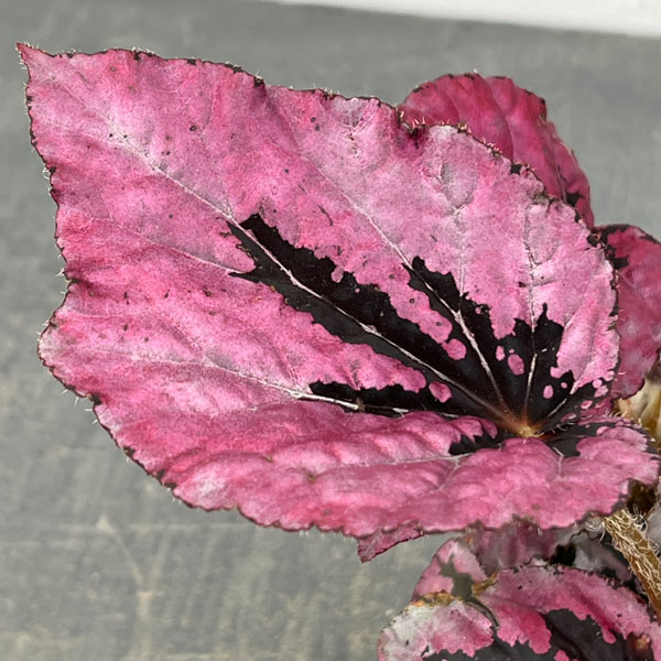 レックスベゴニア：ミカド3号ポット