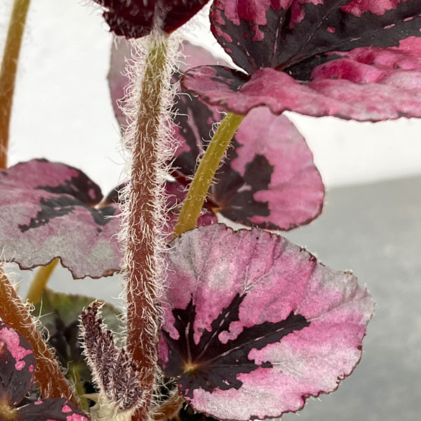 レックスベゴニア：ミカド3号ポット