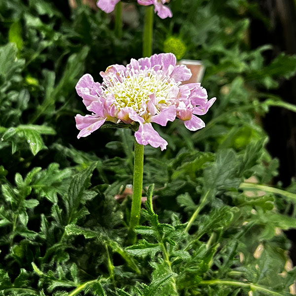 スカビオサ(マツムシソウ):ライトピンク 3号ポット