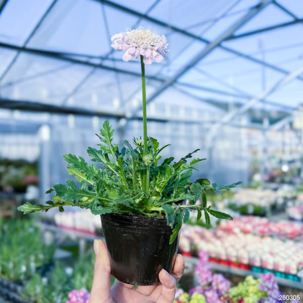 スカビオサ(マツムシソウ):ライトピンク 3号ポット