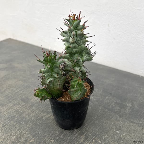 ユーフォルビア:ホリダ モンストローサ 3号鉢植え