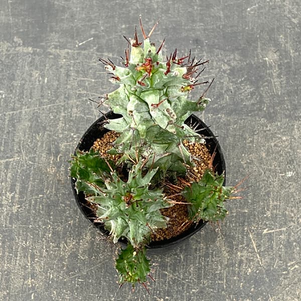 ユーフォルビア:ホリダ モンストローサ 3号鉢植え