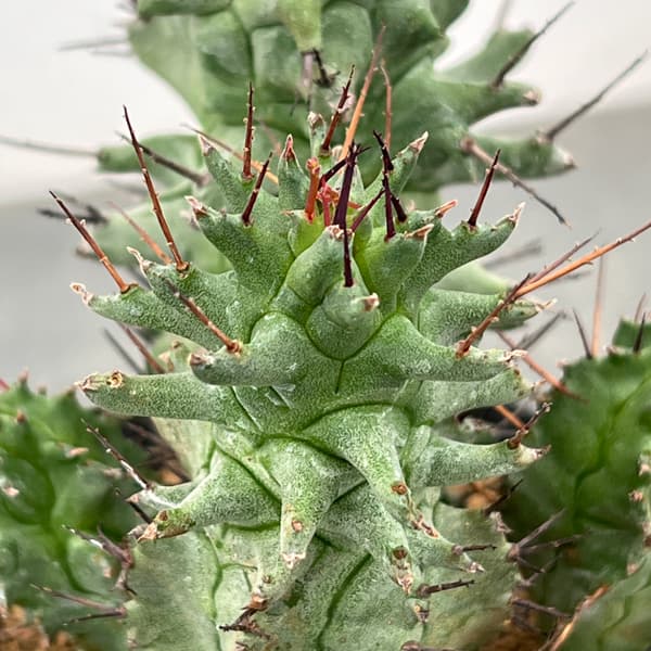 ユーフォルビア:ホリダ モンストローサ 3号鉢植え