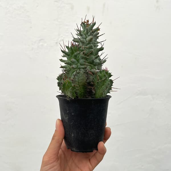 ユーフォルビア:ホリダ モンストローサ 3号鉢植え