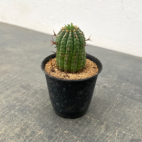 ユーフォルビア:ステリスピナ(群星冠) 3号鉢植え*