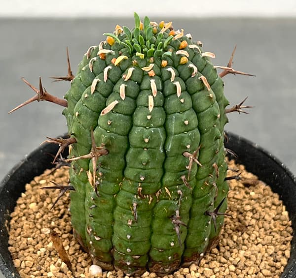 ユーフォルビア:ステリスピナ(群星冠) 3号鉢植え*