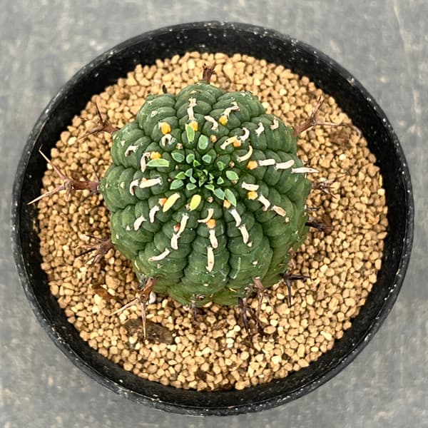 ユーフォルビア:ステリスピナ(群星冠) 3号鉢植え*