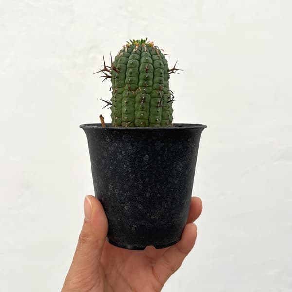 ユーフォルビア:ステリスピナ(群星冠) 3号鉢植え*