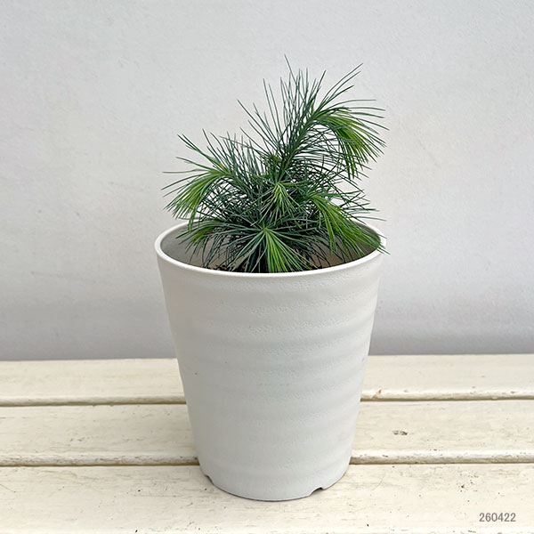 マツ（松）：マルチネスピニョンマツ5号鉢植え