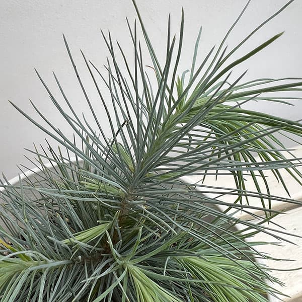 マツ（松）：マルチネスピニョンマツ5号鉢植え