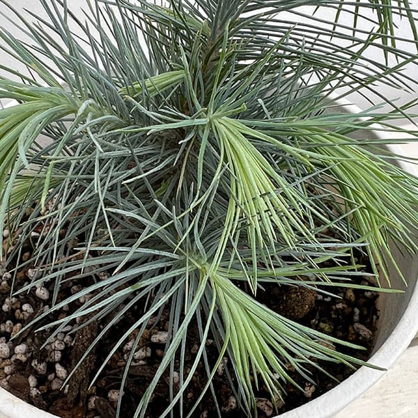 マツ（松）：マルチネスピニョンマツ5号鉢植え