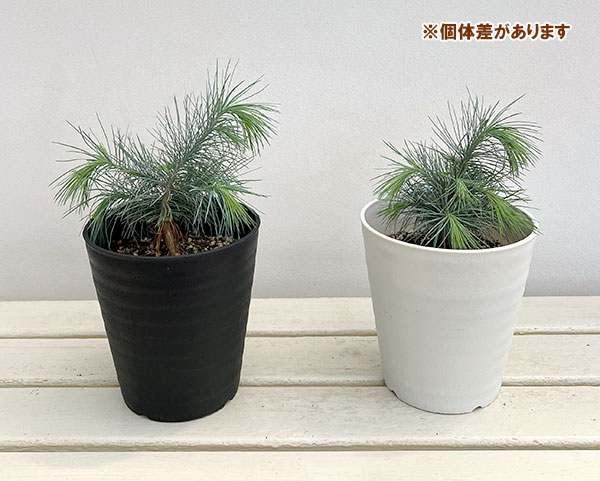 マツ（松）：マルチネスピニョンマツ5号鉢植え