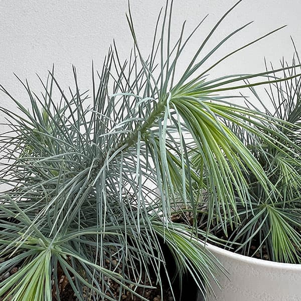 マツ（松）：マルチネスピニョンマツ5号鉢植え