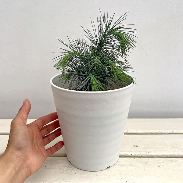 マツ（松）：マルチネスピニョンマツ5号鉢植え