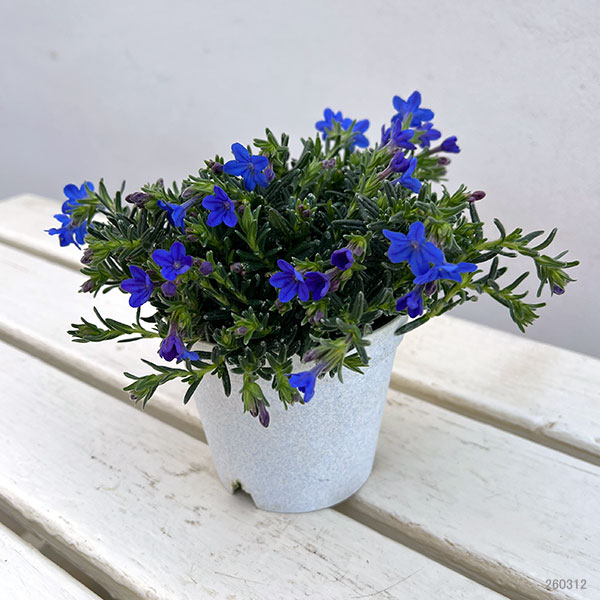 フィロティカ・ノディフローラ3.5号ポット