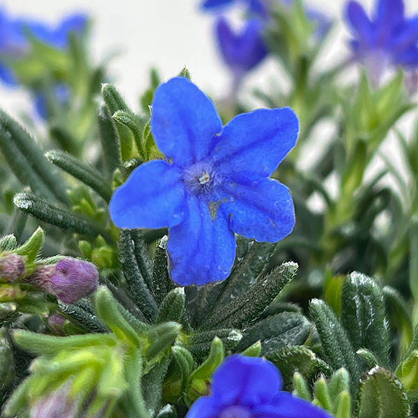 フィロティカ・ノディフローラ3.5号ポット