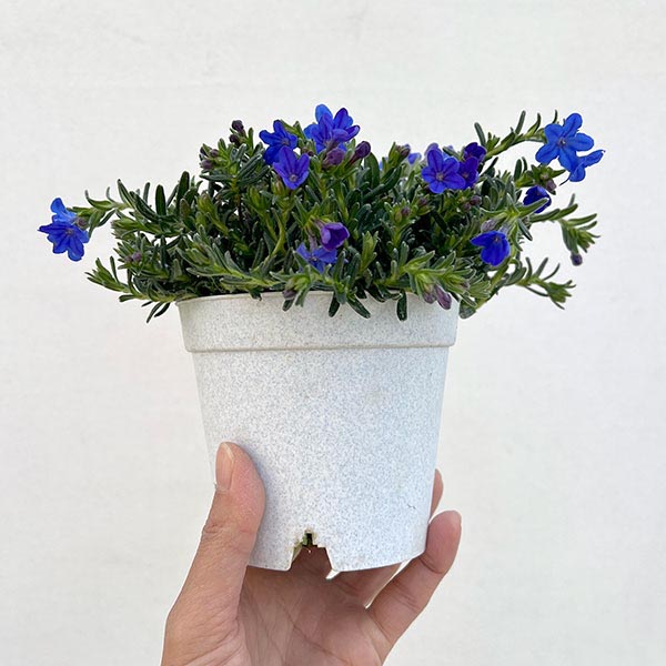 フィロティカ・ノディフローラ3.5号ポット