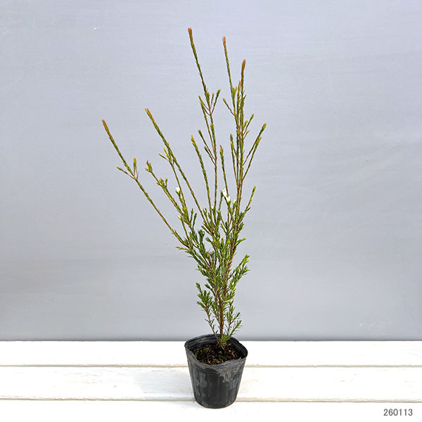 オージースノーブッシュ3号ポット