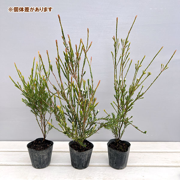 オージースノーブッシュ3号ポット