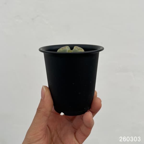 リトープス：緑菊章玉　2.5号鉢植え*