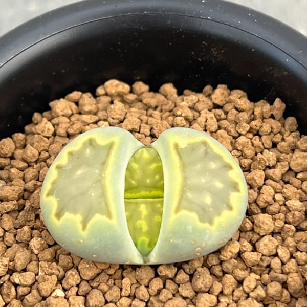 リトープス：緑菊章玉　2.5号鉢植え*