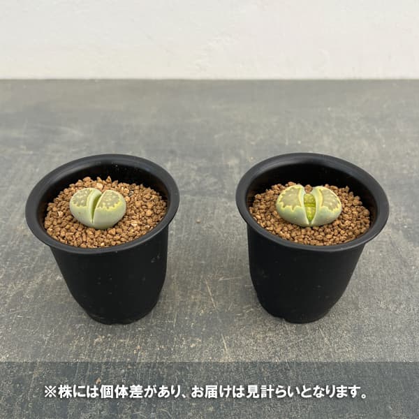リトープス：緑菊章玉　2.5号鉢植え*