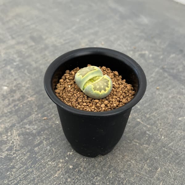 リトープス：緑菊章玉　2.5号鉢植え*