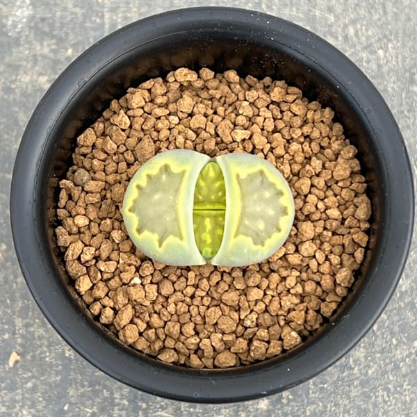 リトープス：緑菊章玉　2.5号鉢植え*