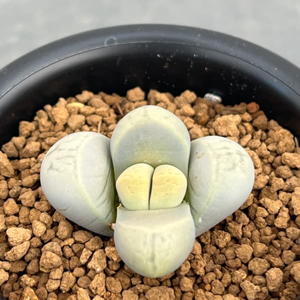 リトープス：菊水玉　2.5号鉢植え*