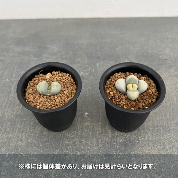 リトープス：菊水玉　2.5号鉢植え*