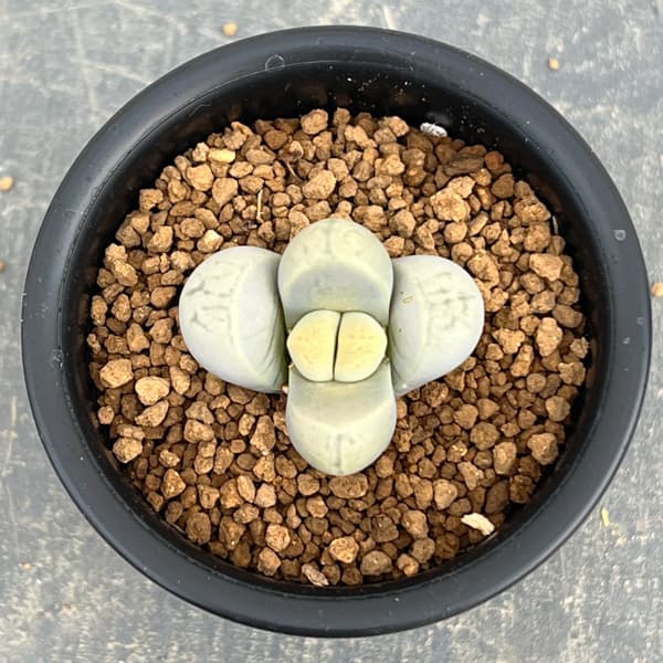 リトープス：菊水玉　2.5号鉢植え*