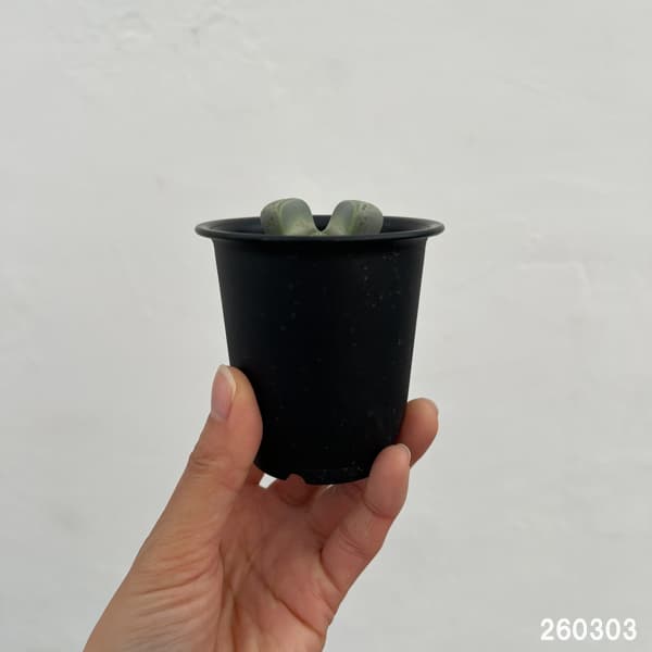 リトープス：双眸玉　2.5号鉢植え*