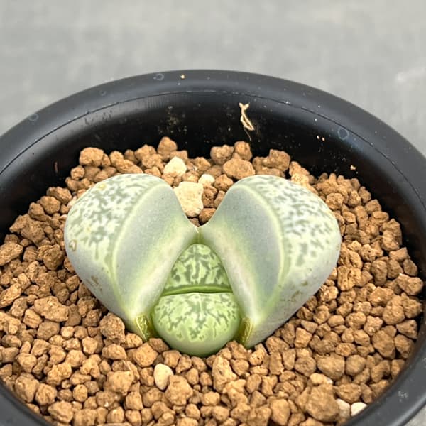 リトープス：双眸玉　2.5号鉢植え*