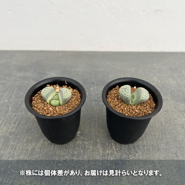 リトープス：双眸玉　2.5号鉢植え*