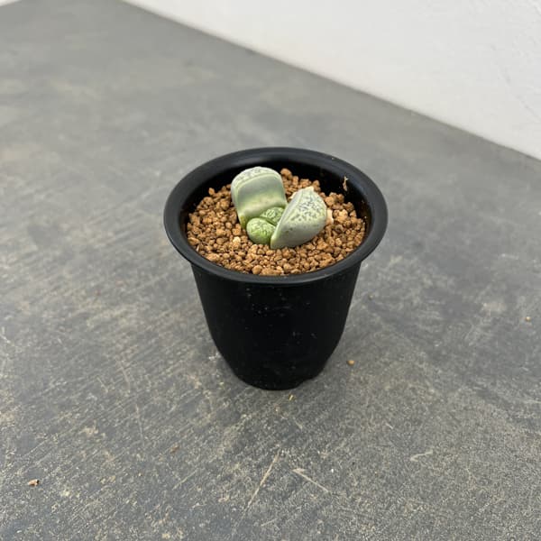 リトープス：双眸玉　2.5号鉢植え*