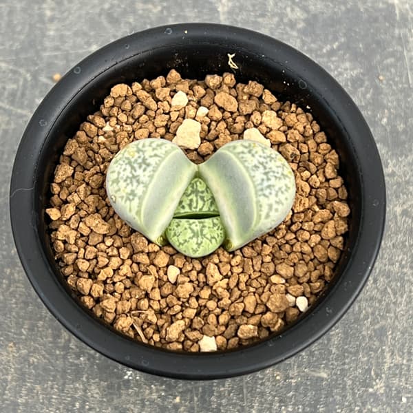 リトープス：双眸玉　2.5号鉢植え*