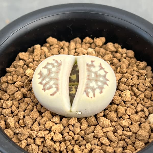 リトープス：麗紅玉（れいこうぎょく）2.5号鉢植え