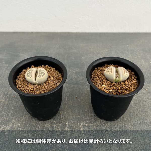 リトープス：麗紅玉（れいこうぎょく）2.5号鉢植え