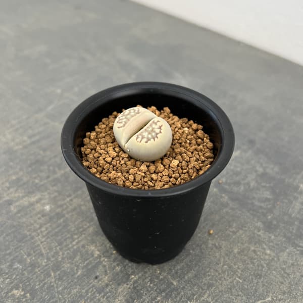 リトープス：麗紅玉（れいこうぎょく）2.5号鉢植え