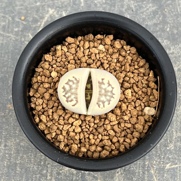 リトープス：麗紅玉（れいこうぎょく）2.5号鉢植え